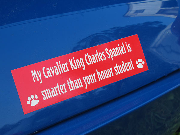 My Cavalier King Charles Spaniel is smarter than your honor student.